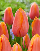Tulpe (Tulipa) 'Dordogne'