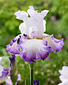 Iris germanica Pastel Printalnler