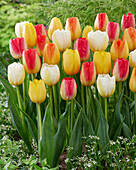 Tulipa mix