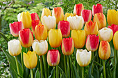 Tulipa mix