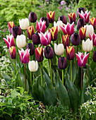 Tulipa mix