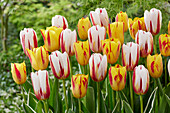 Tulipa Happy Generation,Washington