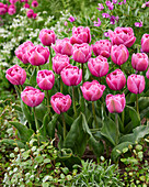 Tulpe (Tulipa) 'Tabledance'