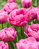 Tulpe (Tulipa) 'Tabledance'