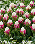 Tulpe (Tulipa) 'Ice Cream'