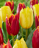 Tulpe (Tulipa) 'Fabio', 'Yellow Fabio'