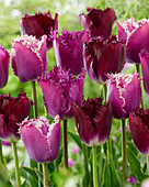 Tulpe (Tulipa) 'Purple Crispa', Mischung