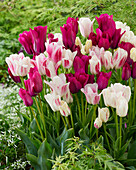 Tulpe (Tulipa) 'Candy Club', 'Night Club'