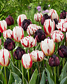 Tulpe (Tulipa)', Mischung