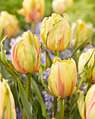 Tulpe (Tulipa) 'Frejus'