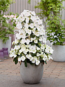 Hydrangea Runaway Bride?