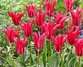 Tulpe (Tulipa) 'Doll's Minuet'