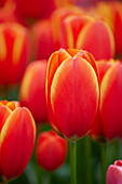 Tulpe (Tulipa) 'World's Favourite'