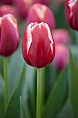 Tulipa Holland America