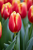 Tulpe (Tulipa) 'Rock Fire'