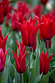Tulipa Isaak Chic