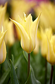 Tulipa Florijn Chic