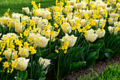 Tulpe (Tulipa) 'Secret Perfume', Narzisse (Narcissus) 'Baby Boomer'