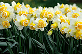 Narcissus Wave