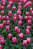 Tulpe (Tulipa) 'Debutante'