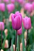 Tulpe (Tulipa) 'Fortres'