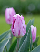 Tulpe (Tulipa) 'Striped Flag'