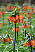 Fritillaria imperialis