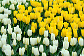 Tulpe (Tulipa) 'Purissima', 'Yellow Purissima'