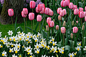 Tulpe (Tulipa) 'Pink Impression', Narzisse (Narcissus) 'Jack Snipe'
