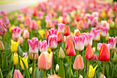 Gemischte Tulpen (Tulipa)