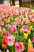 Gemischte Tulpen (Tulipa)