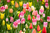 Gemischte Tulpen (Tulipa)