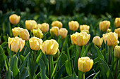 Tulpe (Tulipa) 'Foxtrott'