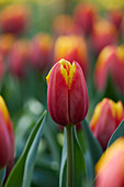 Tulpe (Tulipa) 'Hennie Vander Most'