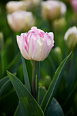 Tulpe (Tulipa) 'Foxtrot'