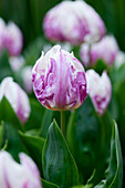 Tulpe (Tulipa) 'Flaming Prince'