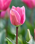 Tulpe (Tulipa) 'Big Love'