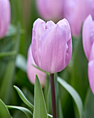 Tulpe (Tulipa) 'Paradero'