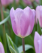 Tulipa Paradero