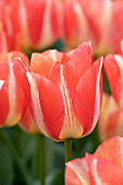 Tulpe (Tulipa) 'Spryng Sunrise?'