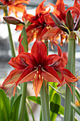 Ritterstern, auch Amaryllis (Hippeastrum) 'Bogota'