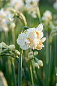 Narzisse (Narcissus) 'Abba'