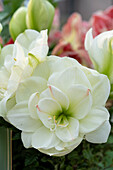 Ritterstern, auch Amaryllis (Hippeastrum) 'White Amadeus'