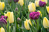 Tulpe (Tulipa) 'Negrita Double', 'Sunny Prince'