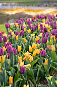 Tulpe (Tulipa) 'Passionale', 'Shogun'