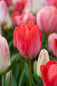 Tulpe (Tulipa) 'van Eijk'