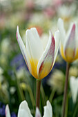 Tulpe (Tulipa) 'Ice Stick'