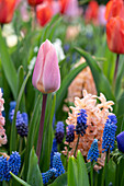 Tulpe (Tulipa) 'Leicht und verträumt'