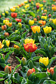 Tulpe (Tulipa) 'Yellow Baby's ', Mischung