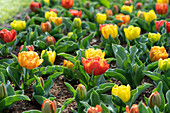 Tulpe (Tulipa) 'Yellow Baby's ', Mischung